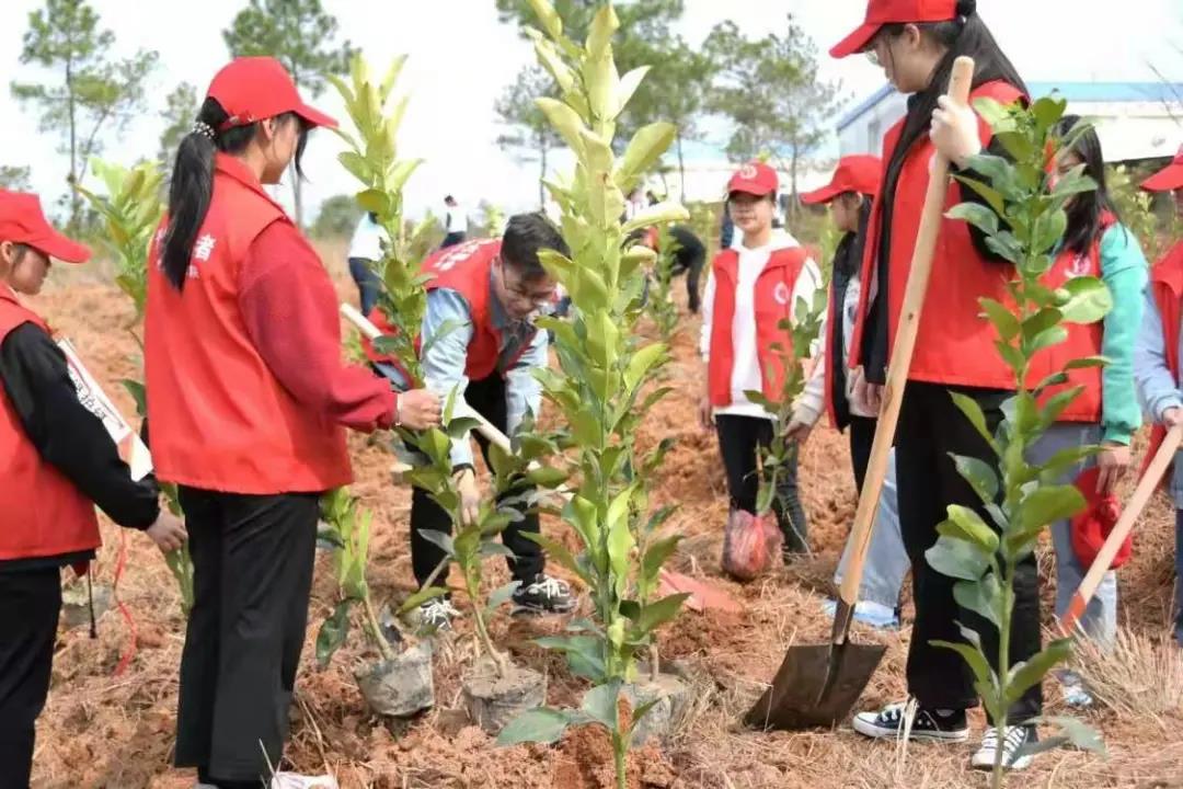 植树3